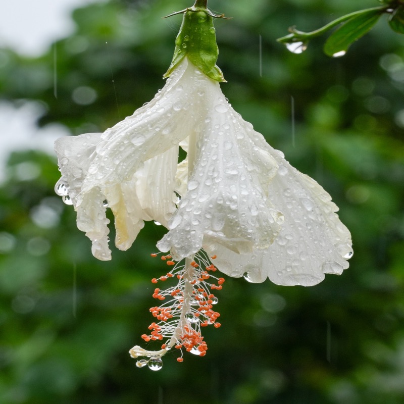 Fleurs d'Hibiscus Blanc