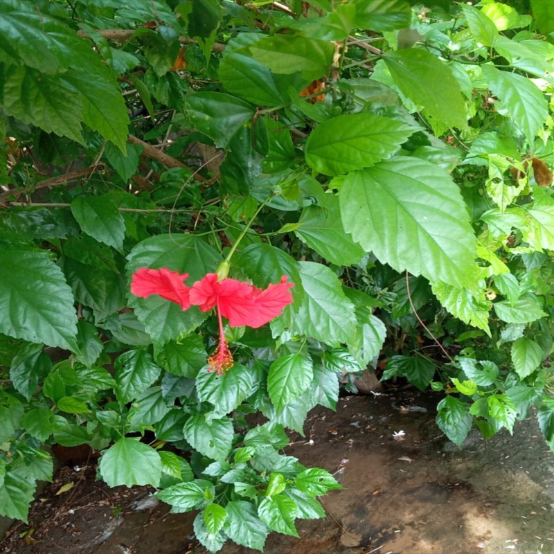 Hibiscus Rouge